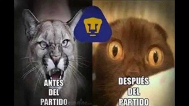 pumas-meme