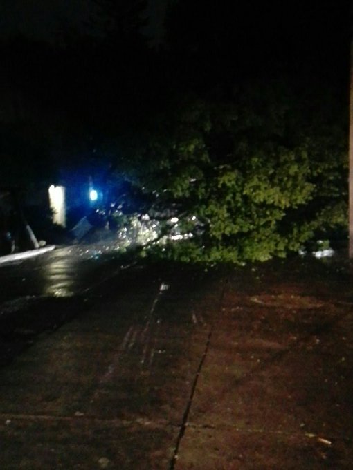 Caída de árbol en calle bahía magdalena en la Col. Anzures. Vía @jcarlos0266