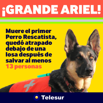 Perro